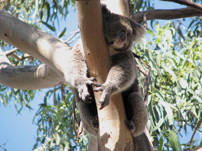 Sleepy Koala